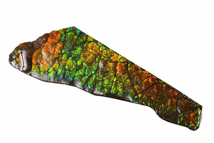 Iridescent Ammolite (Fossil Ammonite Shell) - Alberta, Canada #156727